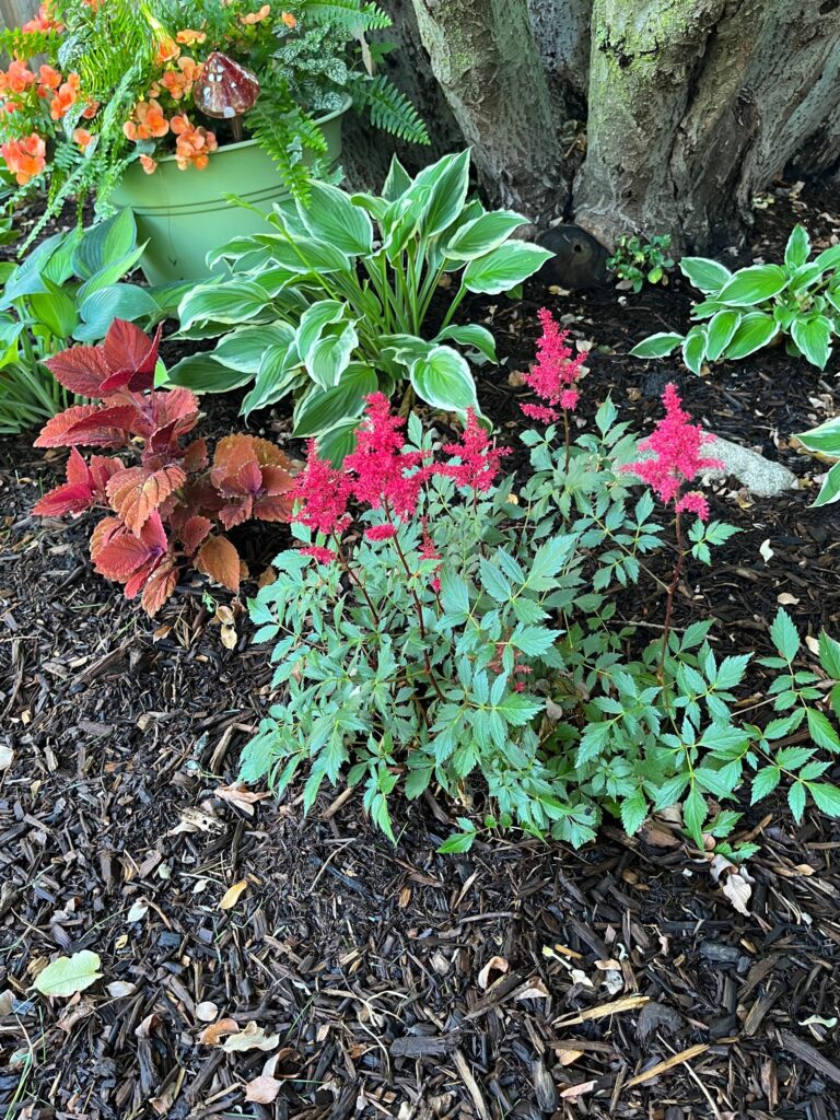 No Fail Plants for a Suburban Chicago Garden - Holladays at Home